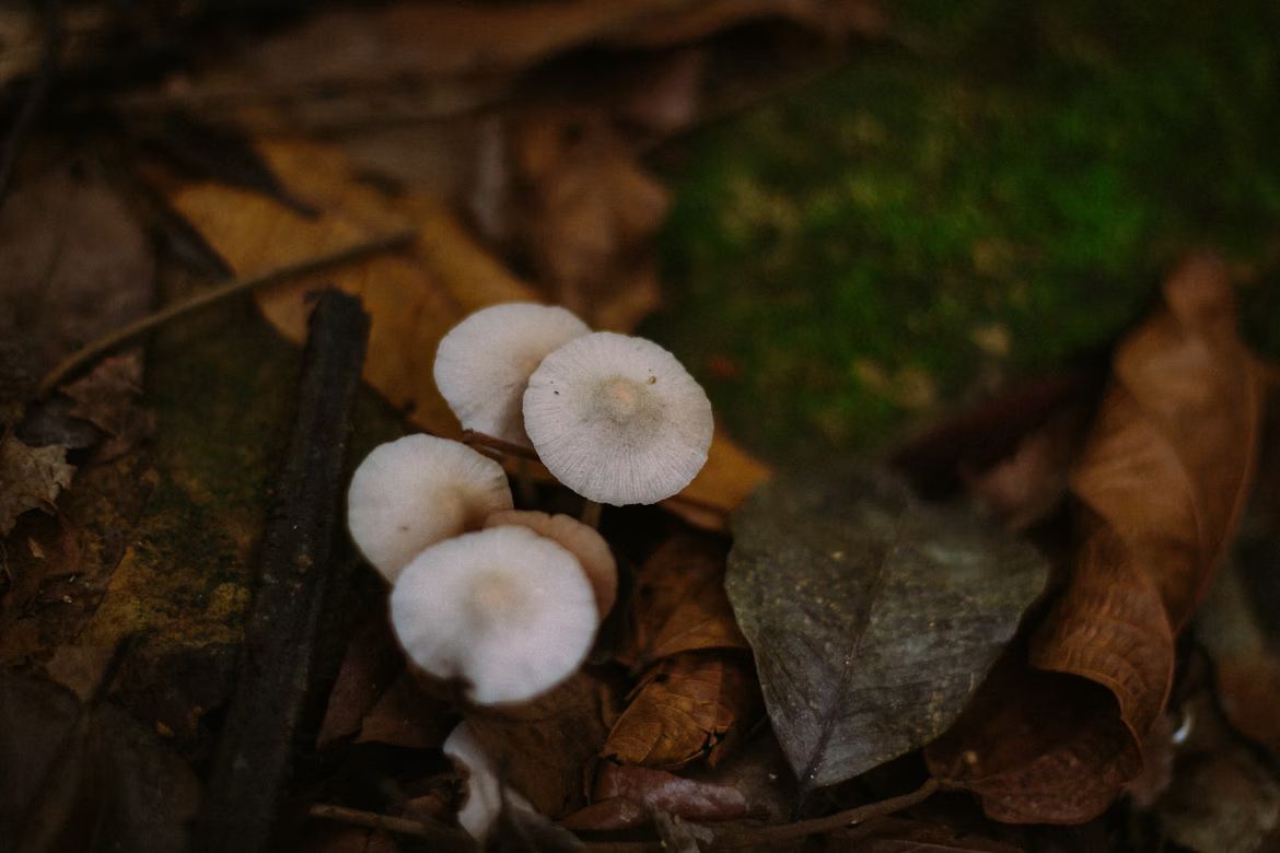 mushroom gummies